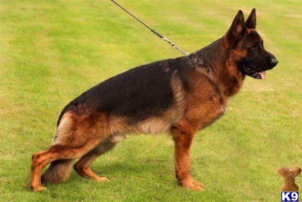 Kennel German Shepherd Picture 2
